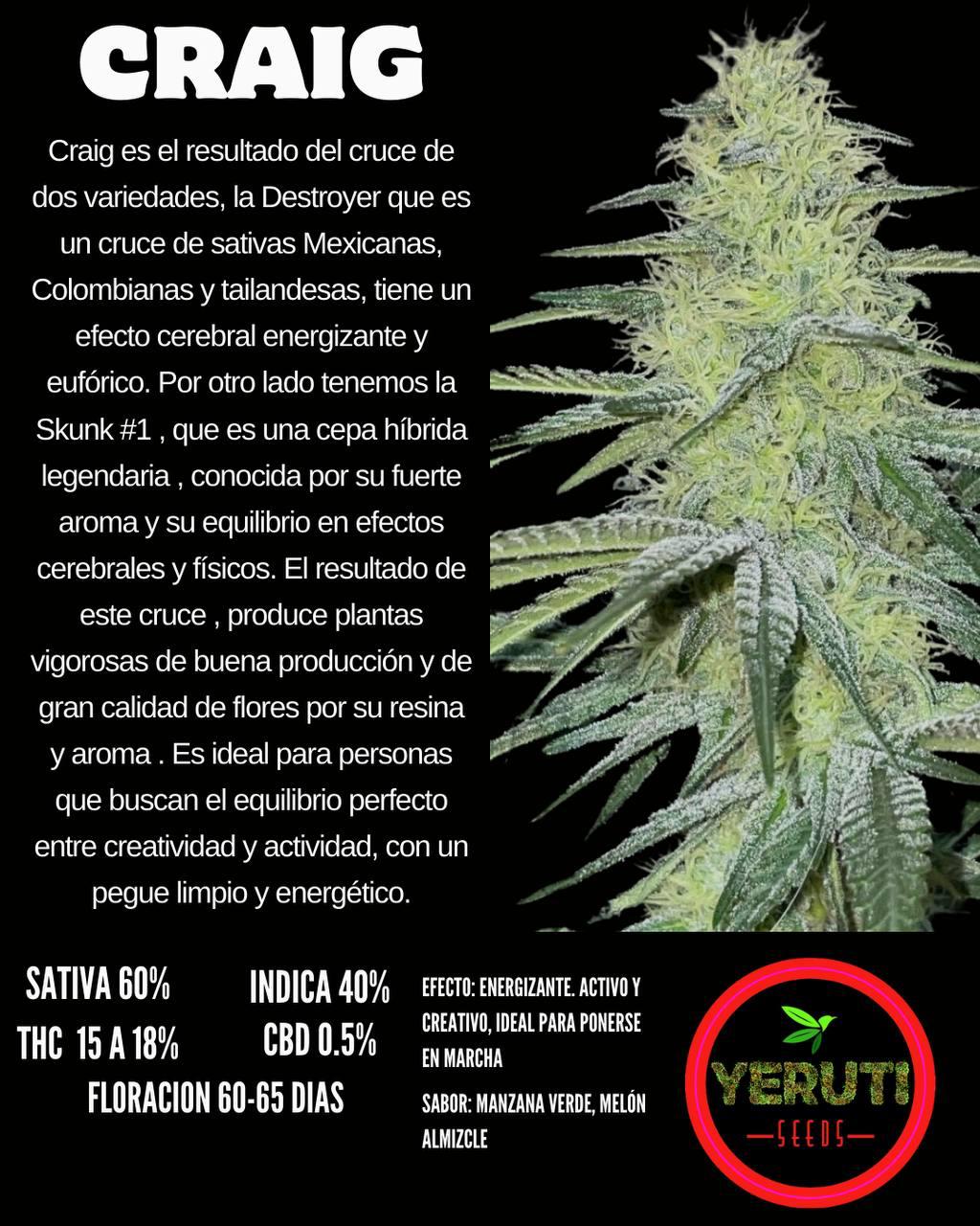 YERUTI CRAIG REGULADA INASE x 4 SEMILLAS